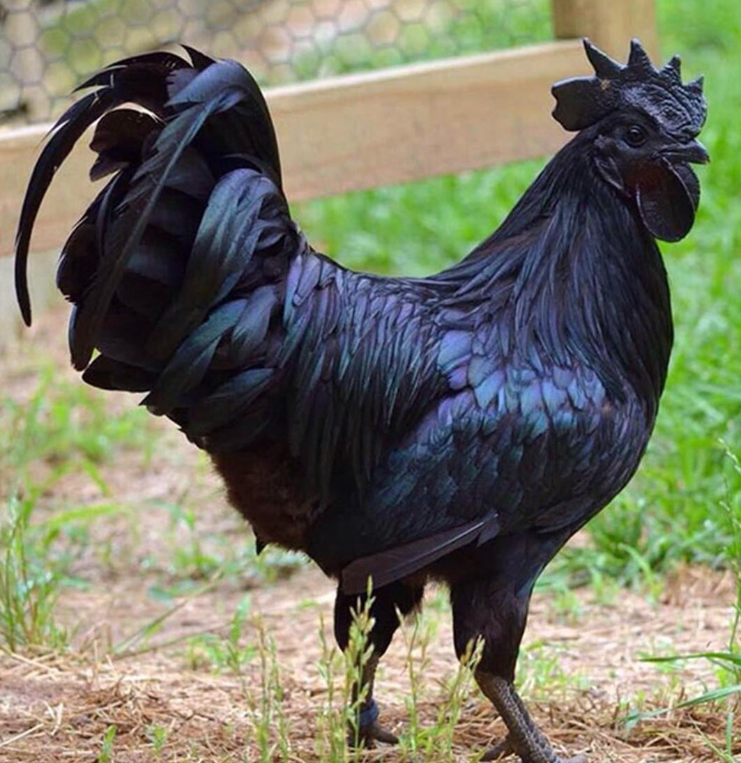 Иголки на губах покойного: зачем это делают